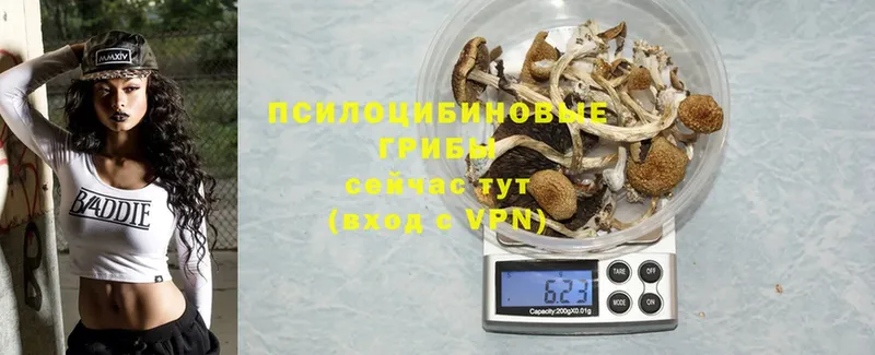 мега ONION  Курск  Галлюциногенные грибы Psilocybine cubensis 